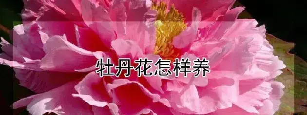 牡丹花怎样养