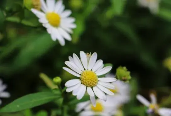 白晶菊花语是什么，白晶菊的传说故事/为爱情占卜