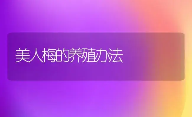 美人梅的养殖办法 | 家庭养花