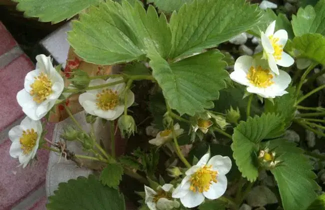 草莓无土种植技术