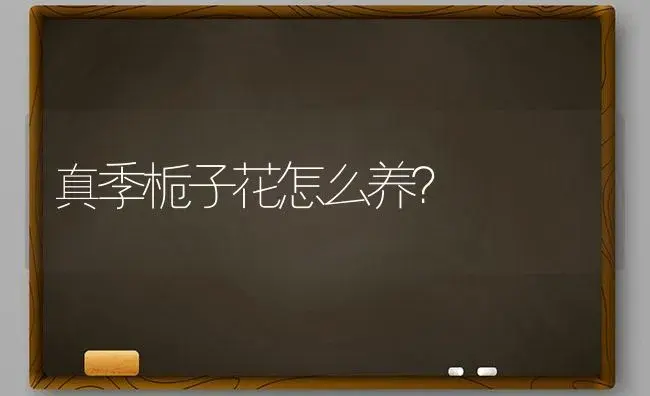 真季栀子花怎么养？ | 绿植常识