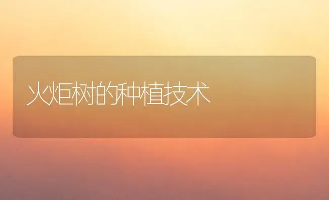 火炬树的种植技术 | 家庭养花