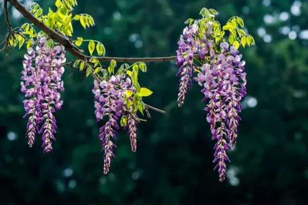 紫藤花的花语和寓意