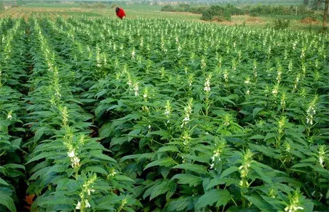 芝麻高产田间管理