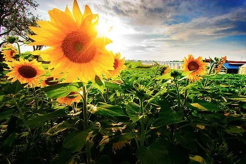 向日葵的花语、花期等问题汇总