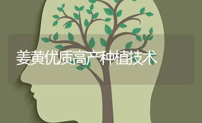 姜黄优质高产种植技术 | 特种种植