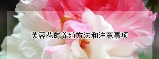 芙蓉花的养殖方法和注意事项