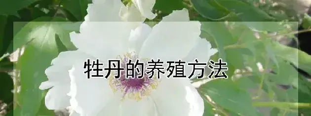 牲丹的养殖方法