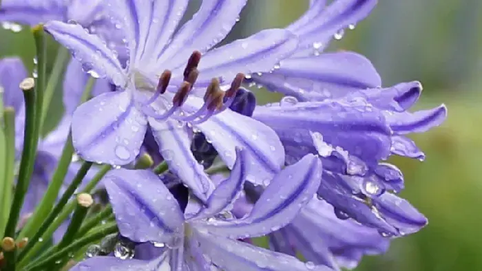 百子莲花语：爱情降临，冰清玉洁