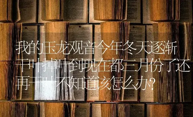 我的玉龙观音今年冬天逐渐干叶掉叶到现在都三月份了还再干叶不知道该怎么办？ | 多肉养殖