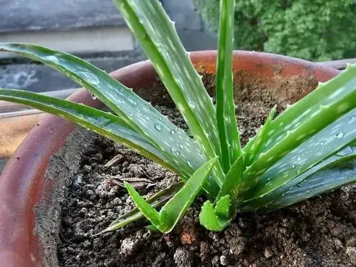 芦荟怎么用，芦荟的花语和传说