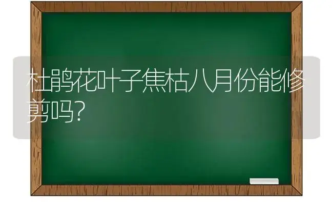 杜鹃花叶子焦枯八月份能修剪吗？ | 绿植常识