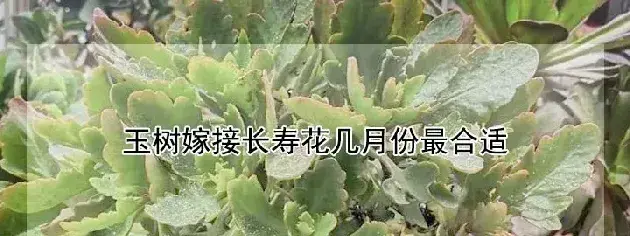 玉树嫁接长寿花几月份最合适