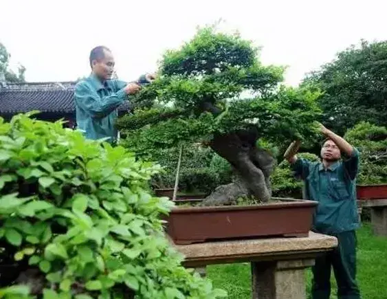 苏派盆景 | 梅雨时节修剪“美容” 呈现苏派盆景特有艺术魅力