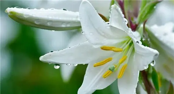 各种颜色百合花语？