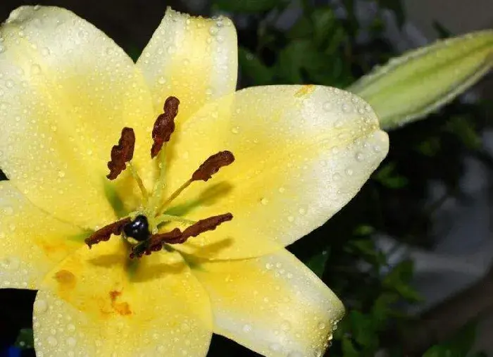 百合花的花语和寓意，不同颜色的寓意和花语都不同