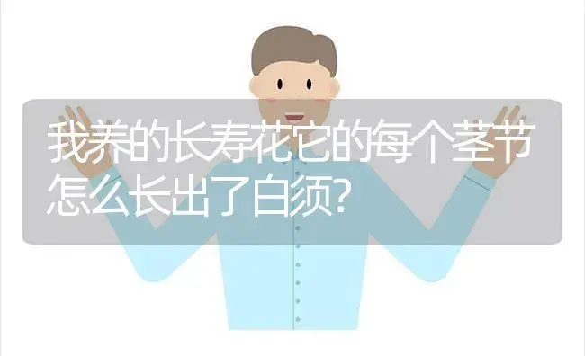我养的长寿花它的每个茎节怎么长出了白须？ | 多肉养殖