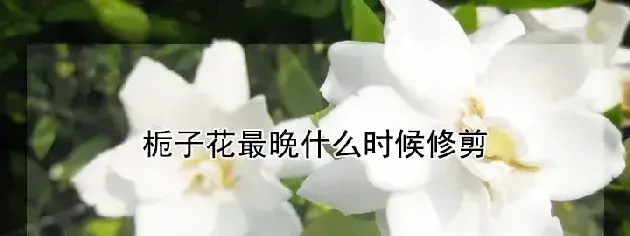 栀子花最晚什么时候修剪