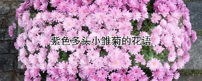 紫色多头小雏菊的花语