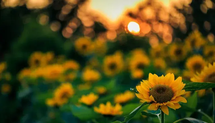 15朵向日葵的花语