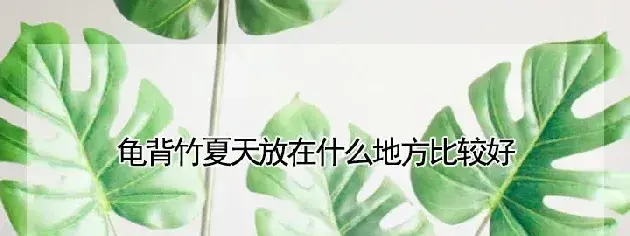 龟背竹夏天放在什么地方比较好