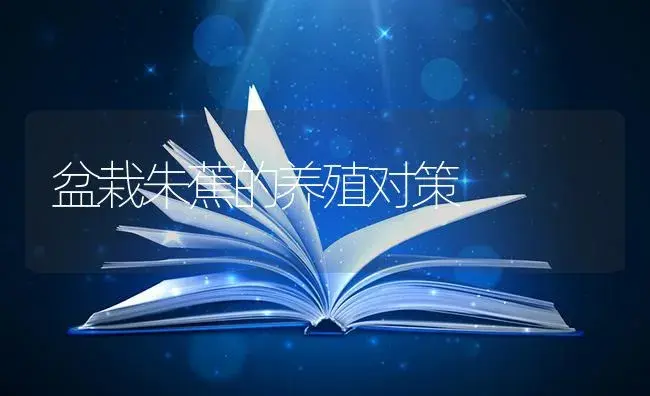 盆栽朱蕉的养殖对策 | 特种种植