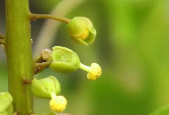 猪笼草的花语有哪些？