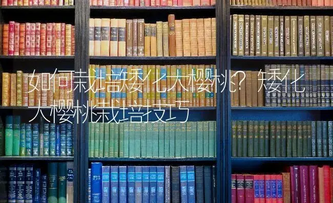 如何栽培矮化大樱桃？矮化大樱桃栽培技巧 | 果木种植