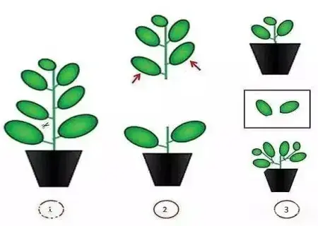 盆栽育苗 | 多肉植物怎么砍头扦插