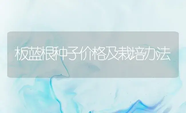 板蓝根种子价格及栽培办法 | 药材种植