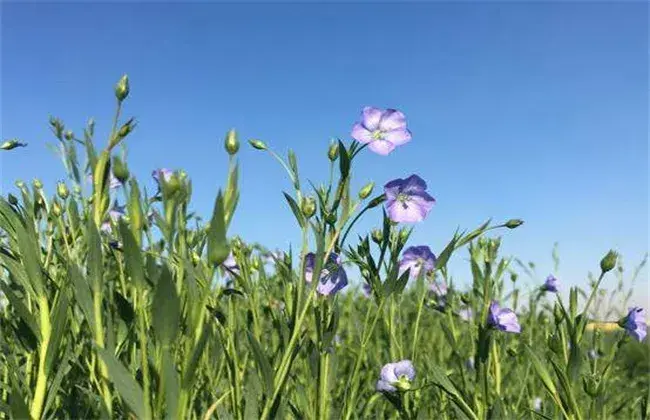 亚麻的栽培措施