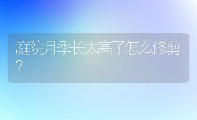 庭院月季长太高了怎么修剪？ | 绿植常识