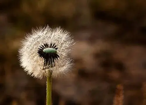 表示坚韧不拔的花 花语是坚韧不拔的花