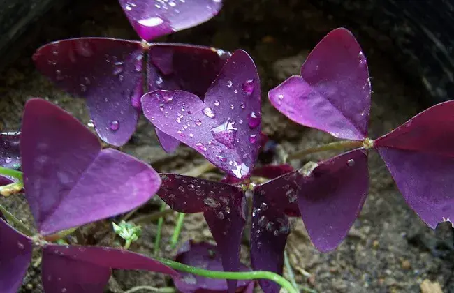 紫叶酢浆草的养护办法