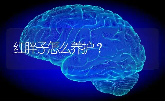 红胖子怎么养护？ | 多肉养殖