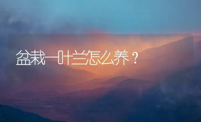 盆栽一叶兰怎么养？ | 家庭养花