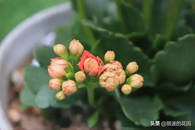 k41长寿花什么色？