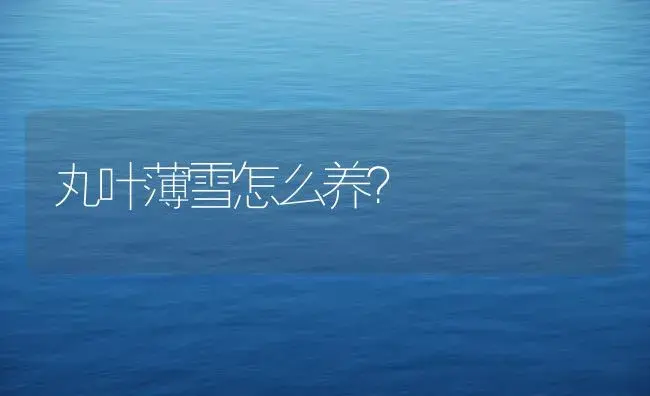 丸叶薄雪怎么养？ | 多肉养殖