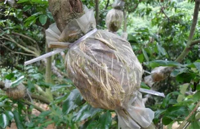 荔枝高压繁育技术