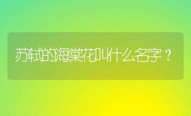 苏轼的海棠花叫什么名字？ | 绿植常识