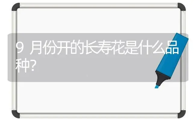 9月份开的长寿花是什么品种？ | 多肉养殖