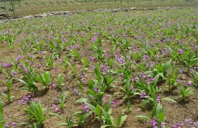 白芨栽培条件