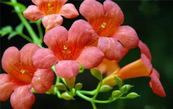 凌霄花开花时间和图片 凌霄花花语寓意