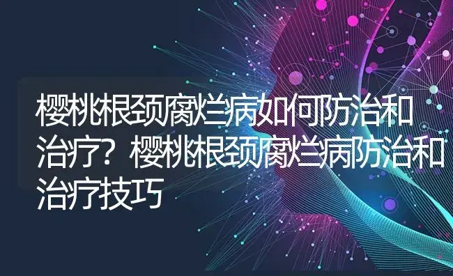 樱桃根颈腐烂病如何防治和治疗？樱桃根颈腐烂病防治和治疗技巧 | 果木种植