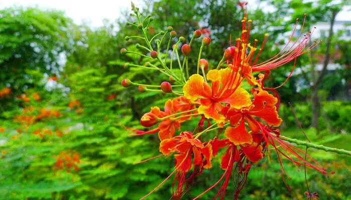 凤凰花的花语是什么意思 凤凰花的花语是什么