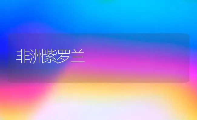 非洲紫罗兰 | 家庭养花