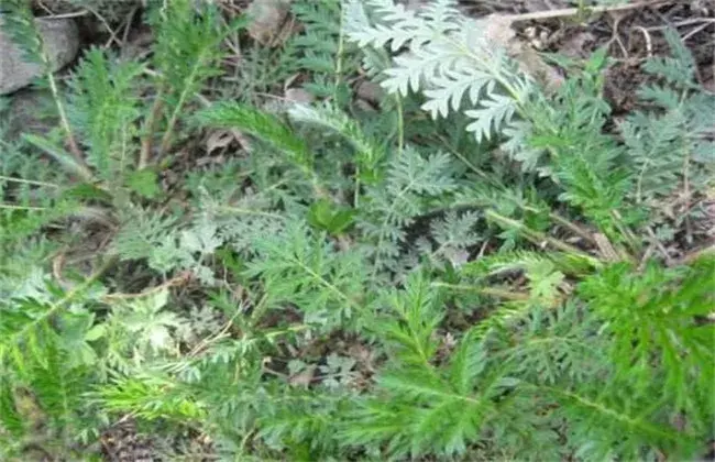 翻白草的栽培技术