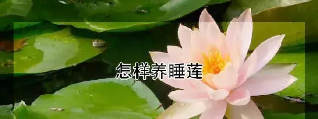 怎样养睡莲