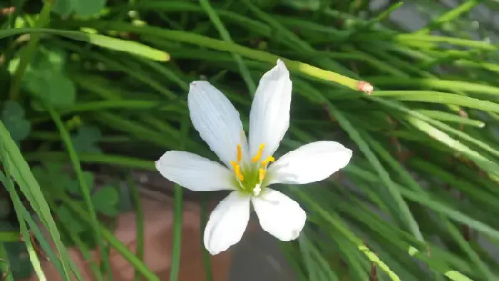 风雨兰花语