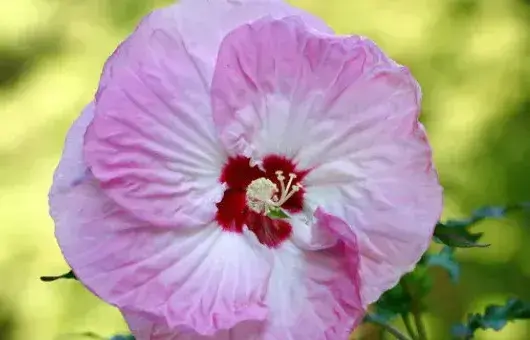 芙蓉花骨朵很多怎么施肥